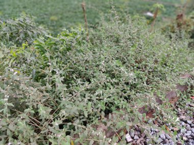 Bahçede yeşil yapraklar