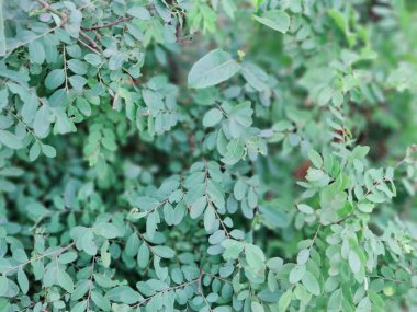 Bir dalda yeşil yapraklar