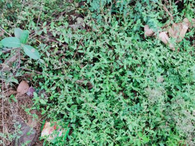 Bahçedeki yeşil çimenler