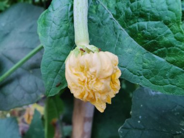 Bahçedeki salatalığın sarı çiçeği..