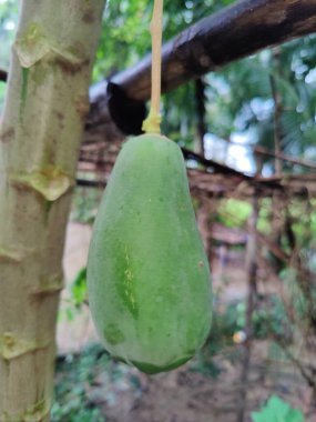 Meyveli yeşil papaya ağacı