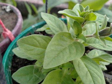 Bahçedeki yeşil bitki