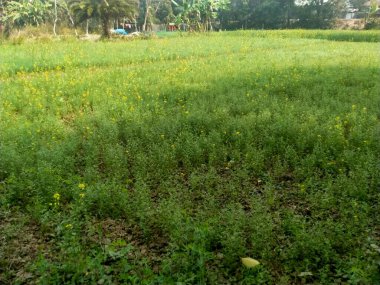 Bahçedeki pirinç tarlası