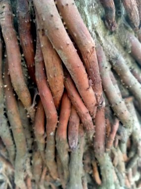 taze kahverengi ve kahverengi