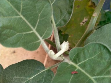 Bahçede yeşil lahana