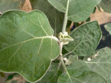 Bahçede yeşil yaprak