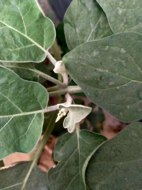 Bahçede yeşil lahana yaprakları