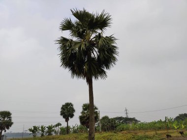 Yeşil yapraklı palmiye ağaçları