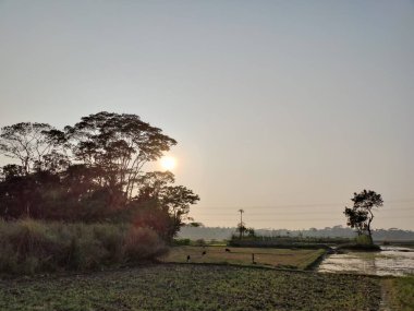 Ağaçlı ve ağaçlı güzel bir manzara.