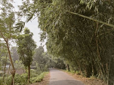 Parkın güzel manzarası, Yeşil Ağaç Doğa