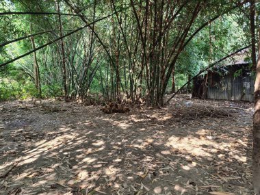 Parkın güzel manzarası, Yeşil Ağaç Doğa