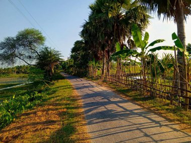 Tarladaki yeşil bir ağacın güzel bir görüntüsü.