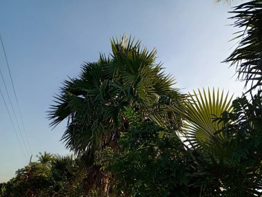 gökyüzü arka planda palmiye ağacı dalları