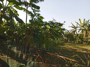 Bahçedeki yeşil çimenler