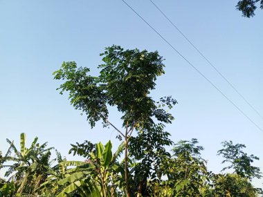 Hindistan cevizi ağaçları ve mavi gökyüzü