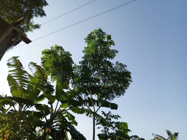 bir ağacın yeşil yaprakları