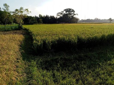 yeşil pirinç tarlada