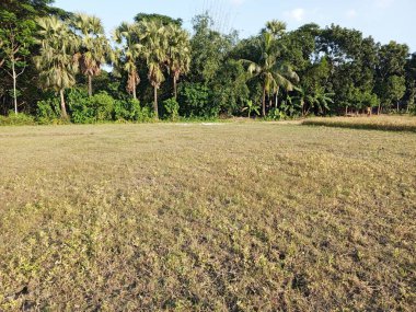 Kırsaldaki pirinç tarlaları