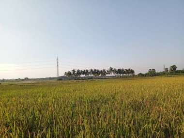 Hindistan 'daki çeltik tarlaları