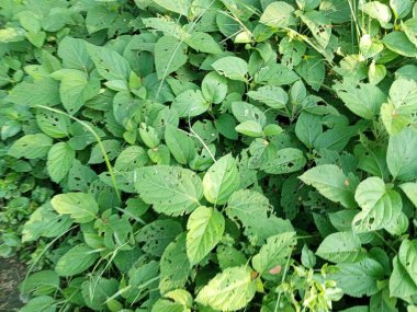 Bahçedeki bir bitkinin yeşil yaprakları