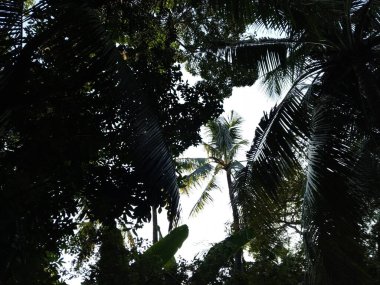 Ormanda yeşil ağaçlar