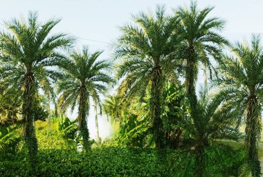 the jungle with palm trees in the background