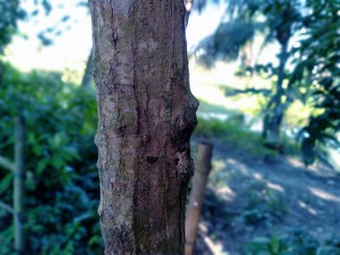 Ormanda yeşil yosun