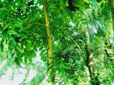 Ormanda yeşil yapraklar