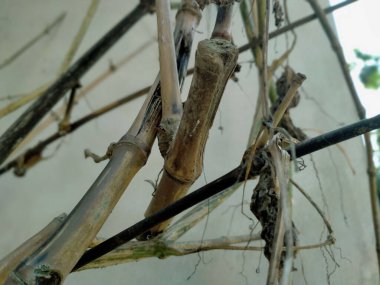 Ağaç dallarının görüntüsünü kapat