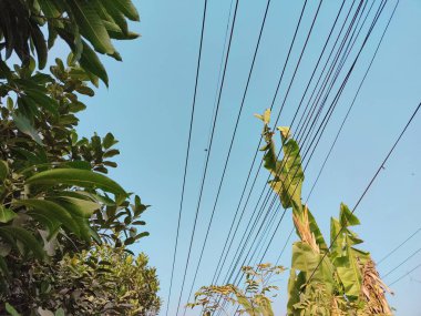 Tayland kırsalında ağaç ve mavi gökyüzü olan elektrik direği