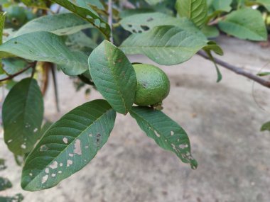 Bangladeş 'in doğal manzarası. Yeşil yapraklar, bitki örtüsü ve doğa, çevre