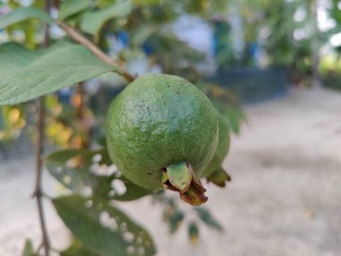 Bangladeş 'in doğal manzarası. Yeşil yapraklar, bitki örtüsü ve doğa, çevre