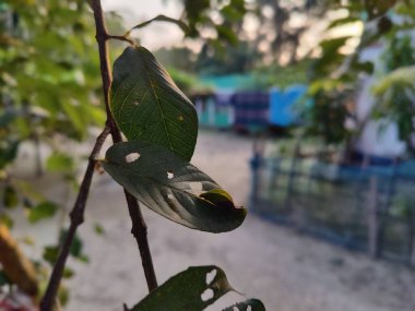 Bangladeş 'in doğal manzarası. Yeşil yapraklar, bitki örtüsü ve doğa, çevre