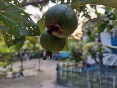 Bangladeş 'in doğal manzarası. Yeşil yapraklar, bitki örtüsü ve doğa, çevre