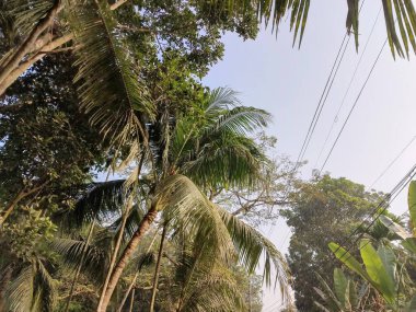 Ormanın güzel manzarası