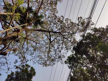 Ormandaki ağaç dalları