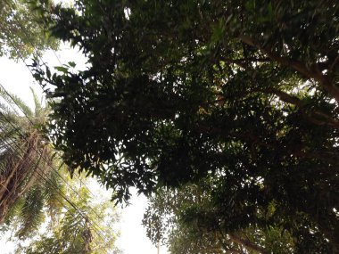 Ormandaki ağaç dalları