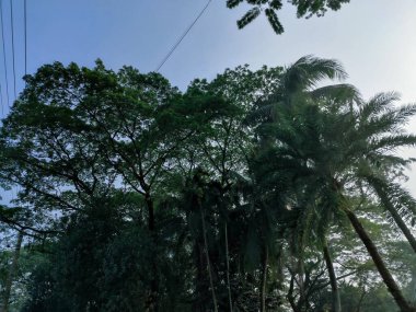 Ormandaki ağaç dalları