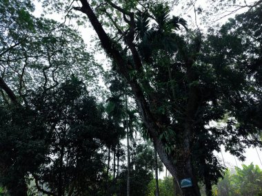 Parktaki güzel orman