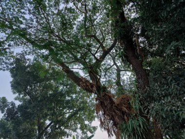 Parktaki ağaç dalları.