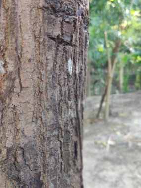 Bir ağaç kabuğuna yakın.