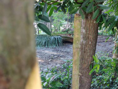 Ormanda yeşil yapraklar