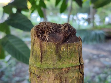 yakın çekim - ağaç gövdesi