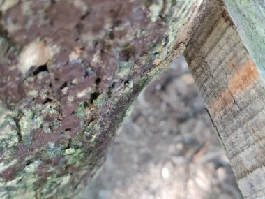 Bir ağaç kabuğuna yakın.