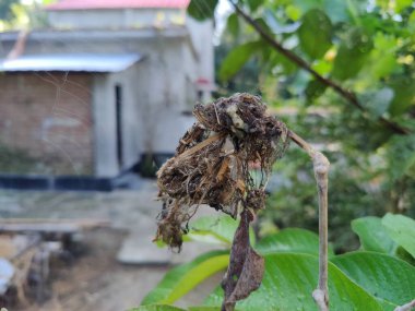 Ormanda kuru yapraklar