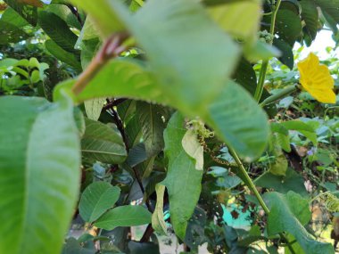 yeşil yapraklar, bitkiler ve yapraklar