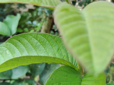 Açık havada yetişen yeşil bitkilerin kapaklarını kapatın.