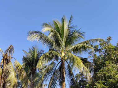 Beyaz arkaplanda palmiye yaprakları