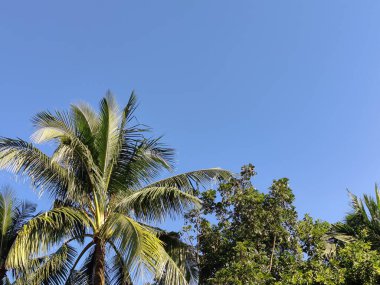 Mavi gökyüzü olan palmiye ağacı