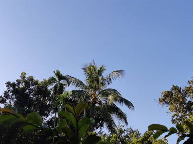 Parktaki güzel palmiye ağacı